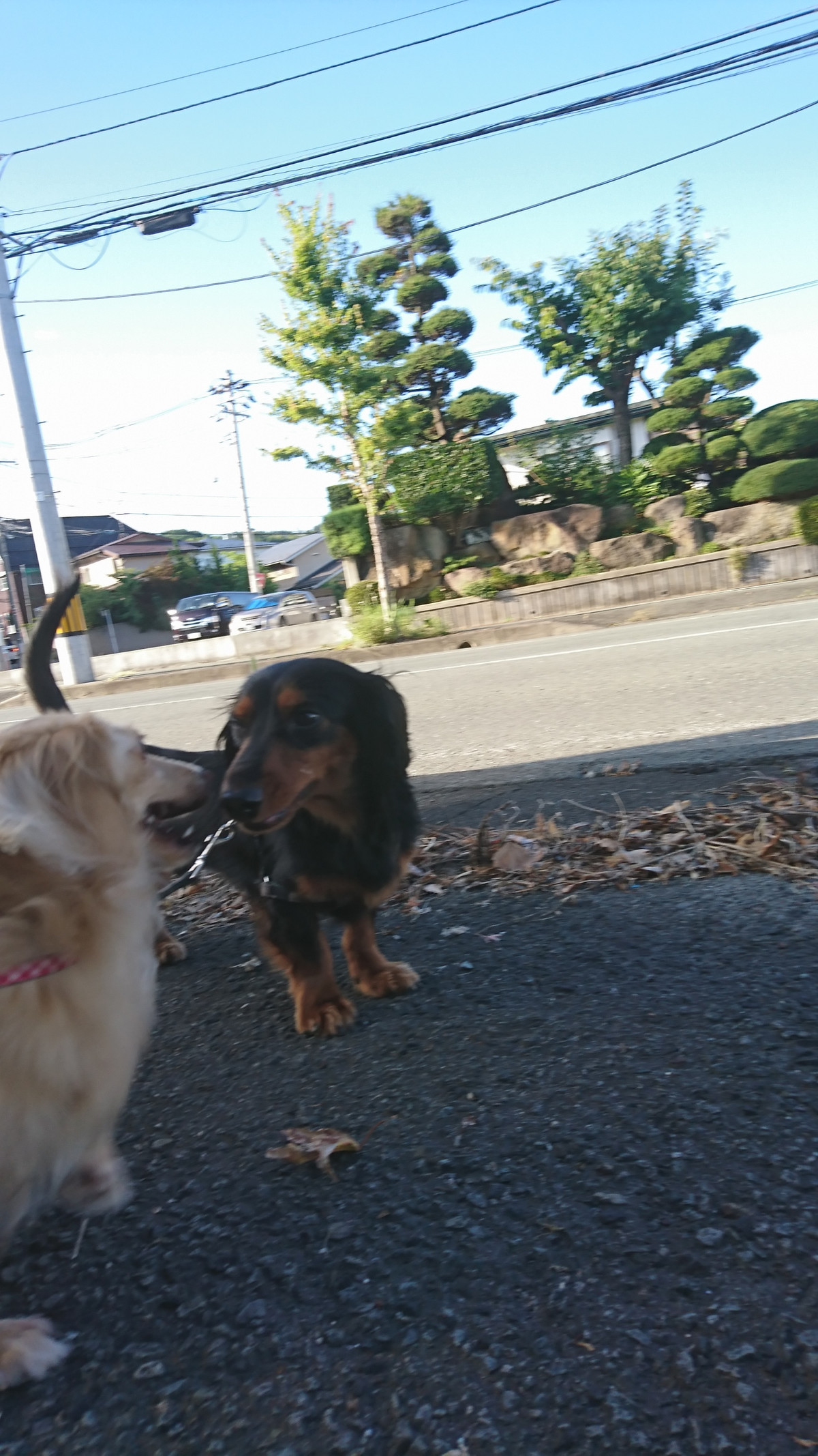 ダックスのルルちゃん お泊まりの様子