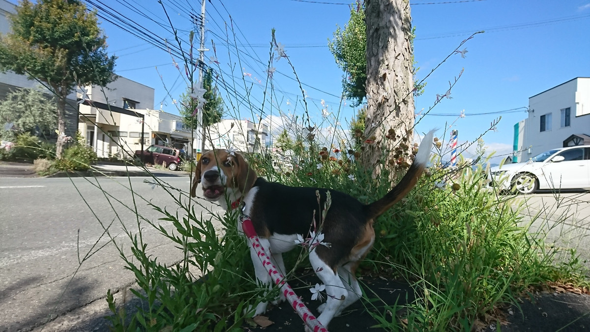 ビーグルのコロちゃん お泊まりの様子