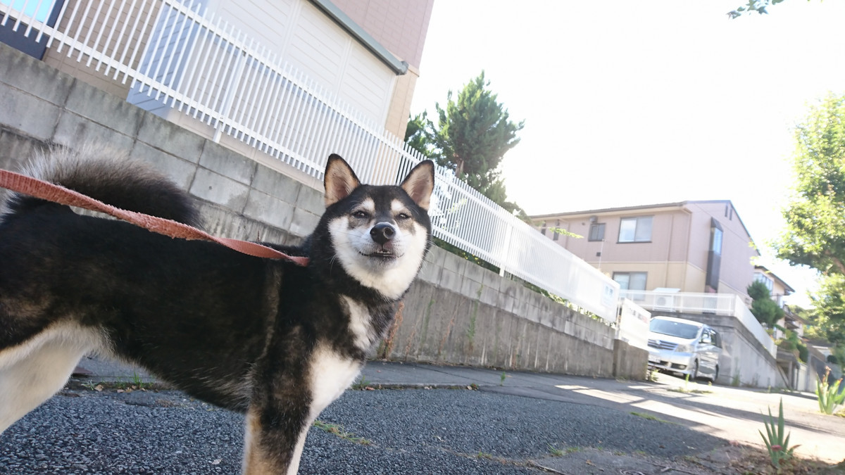柴のあずきちゃん お泊まりの様子