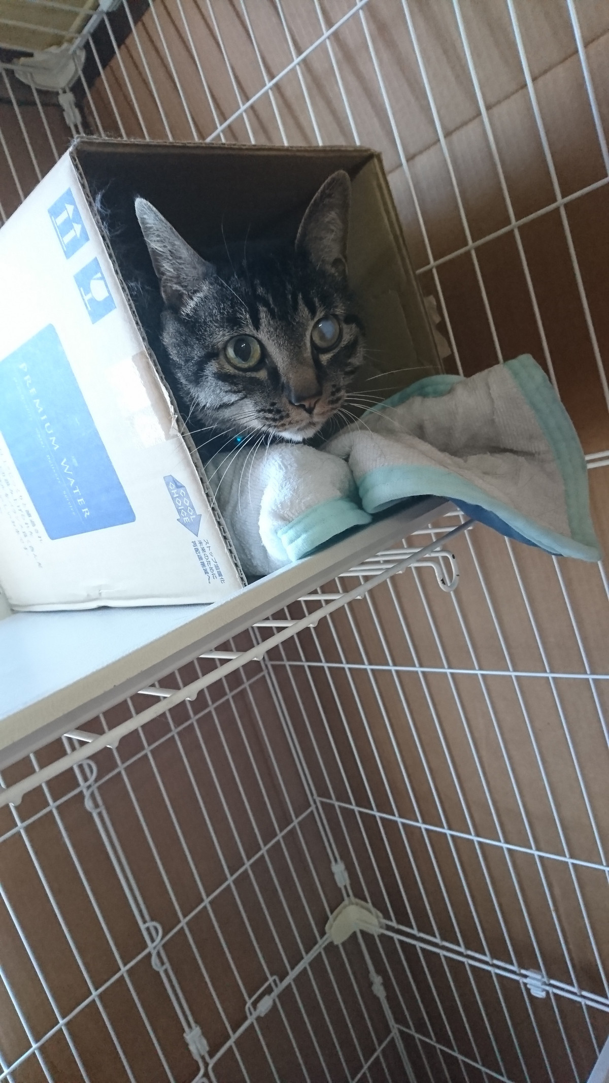 にゃんちゅうちゃん お泊まりの様子