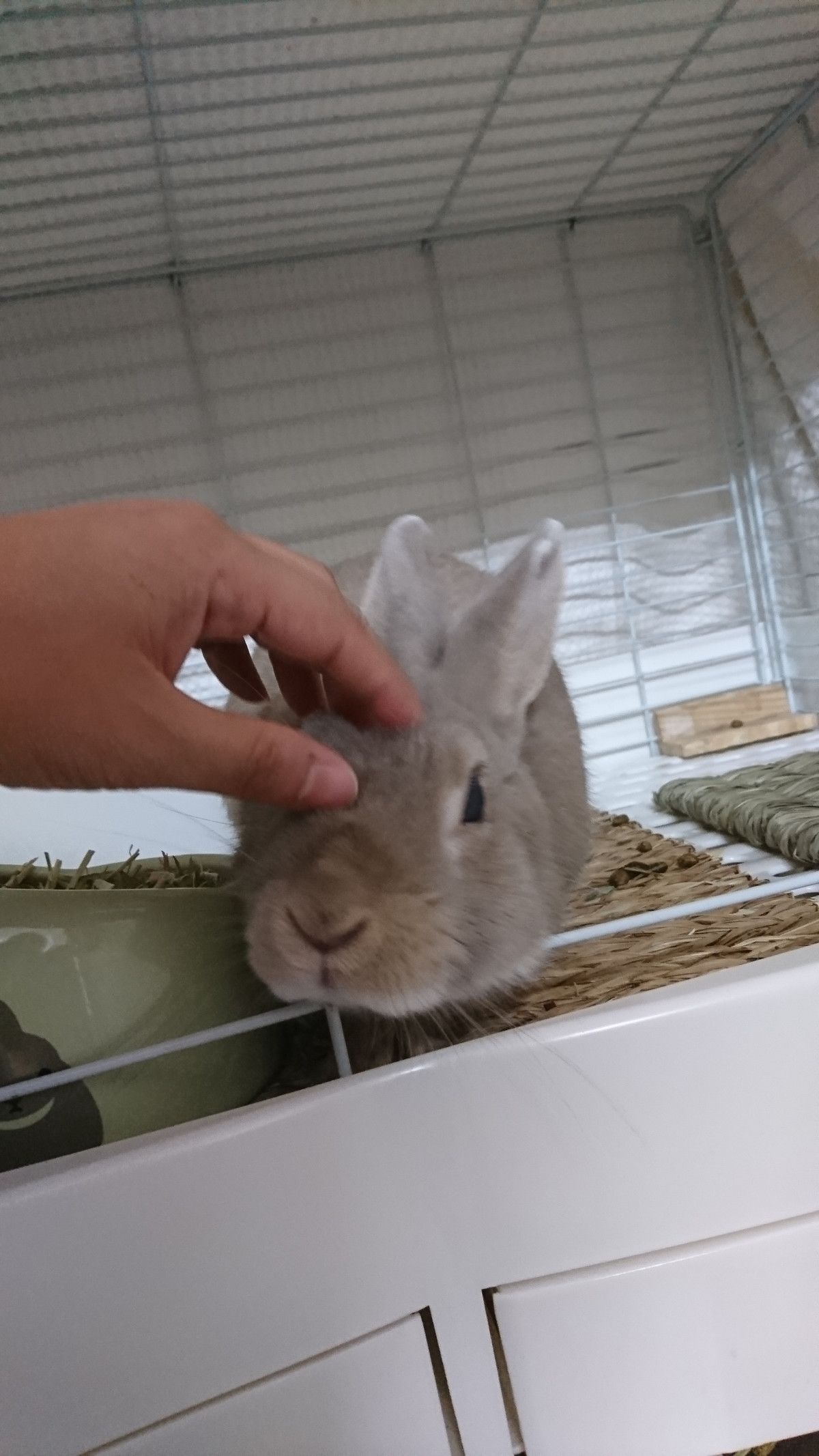 うさぎのはるちゃん お泊まりの様子