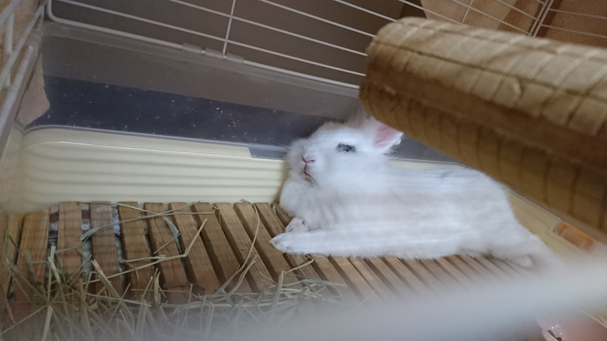 うさぎのペコちゃん お泊まりの様子