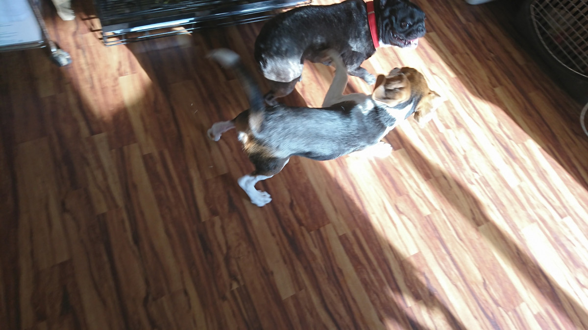 フレブルのあんこちゃん お泊まりの様子