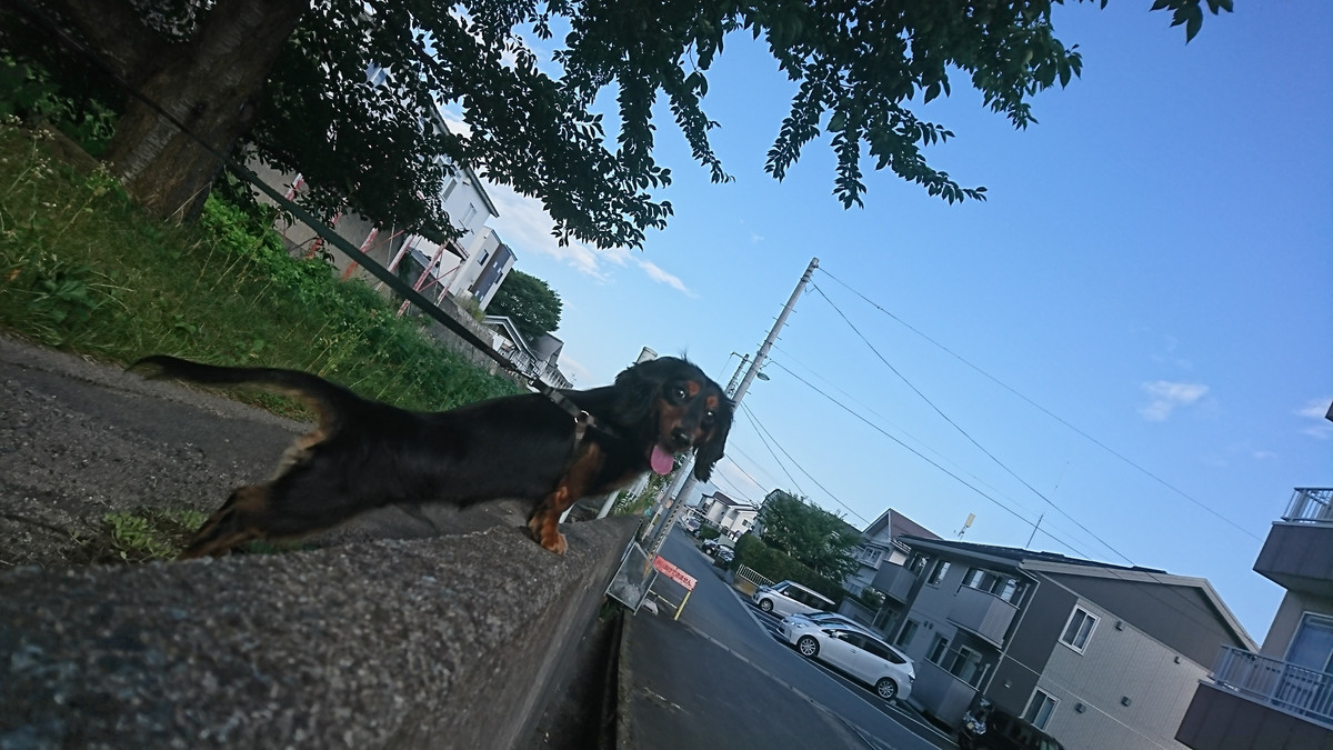 ダックスのルルちゃん お泊まりの様子