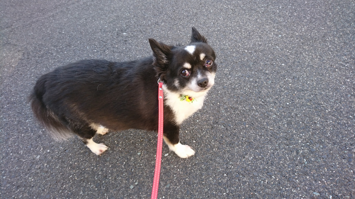 チワワのまるおちゃん お泊まりの様子