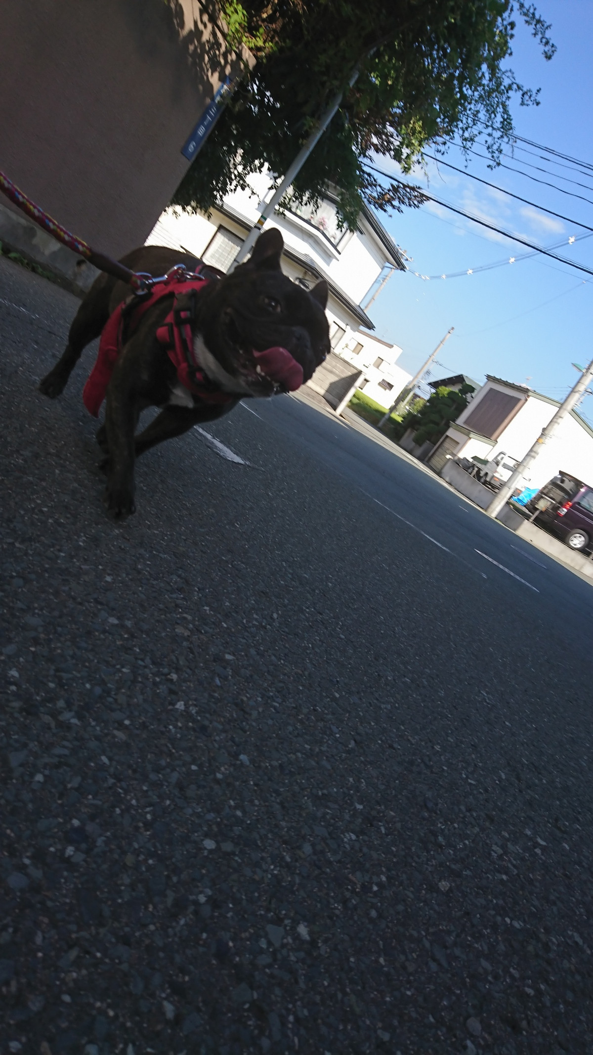 フレブルのあんこちゃん お泊まりの様子