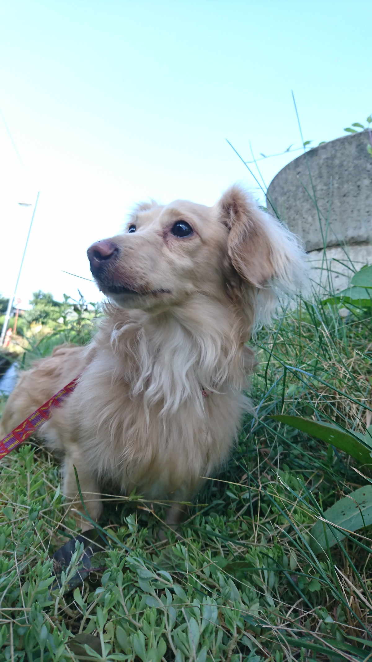 ダックスのれおちゃん お泊まりの様子