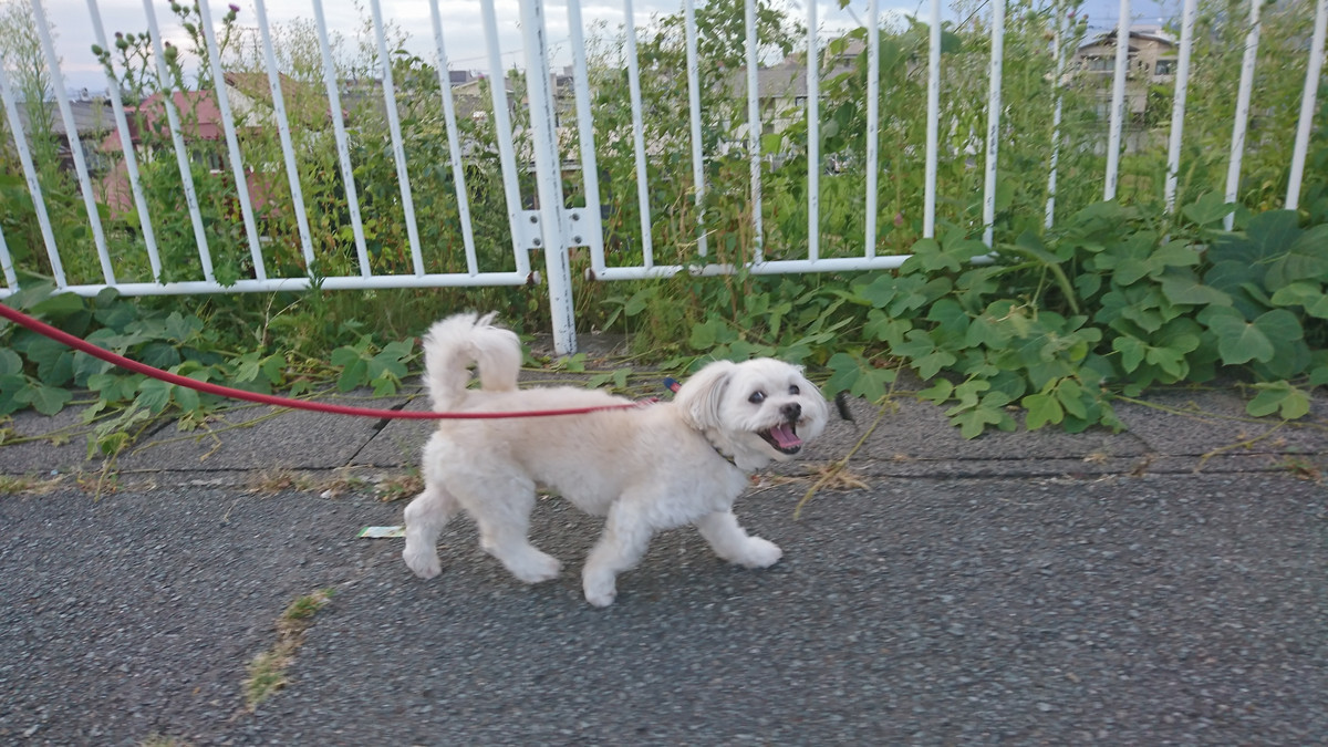 MIXのくっきーちゃん お泊まりの様子