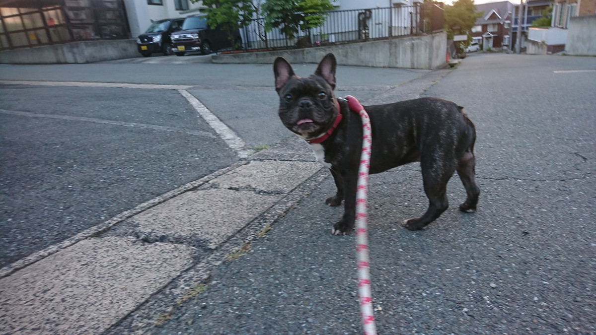 フレブルのゴンちゃん お泊まりの様子