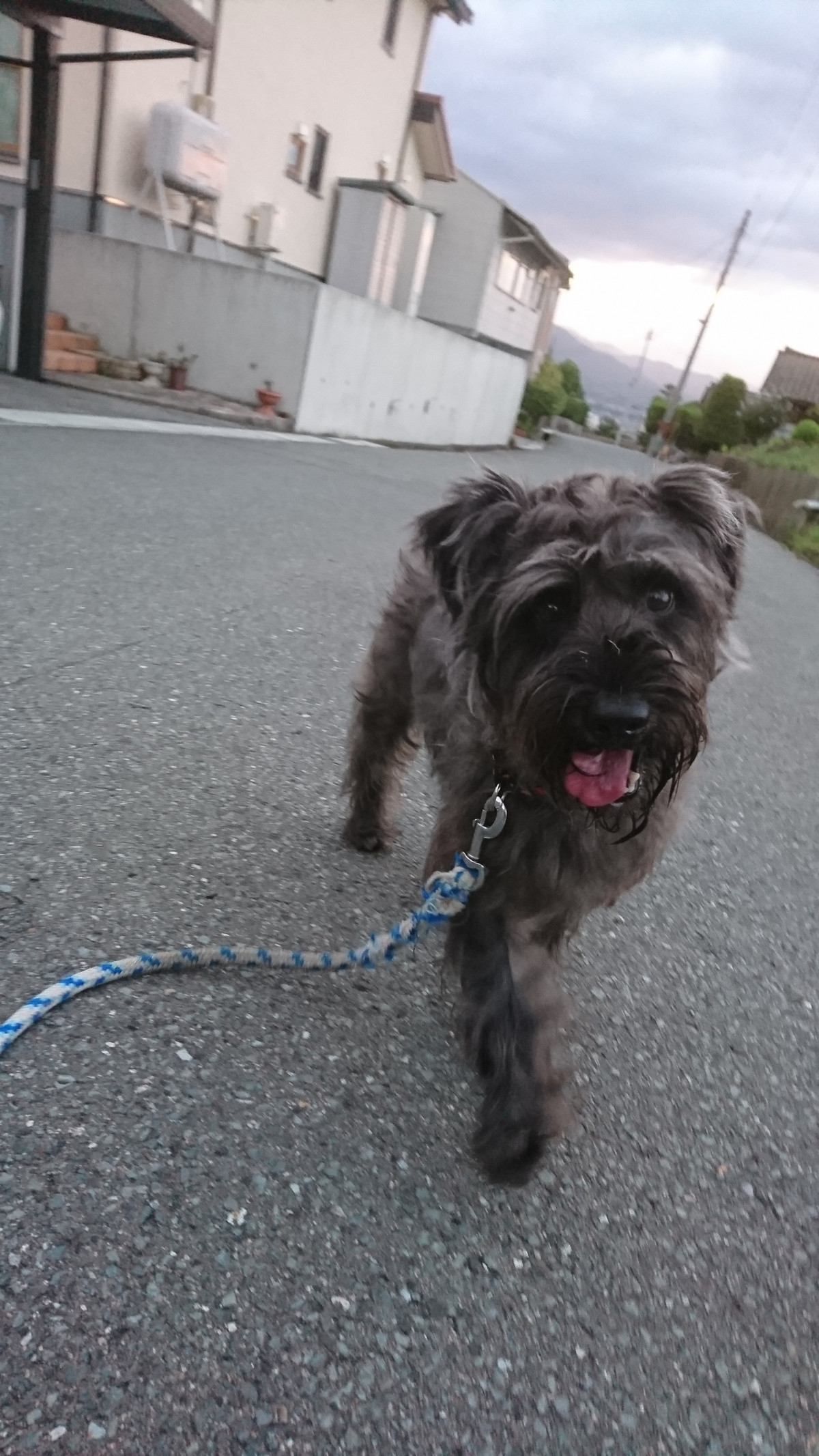 シュナウザーの颯太ちゃん お泊まりの様子