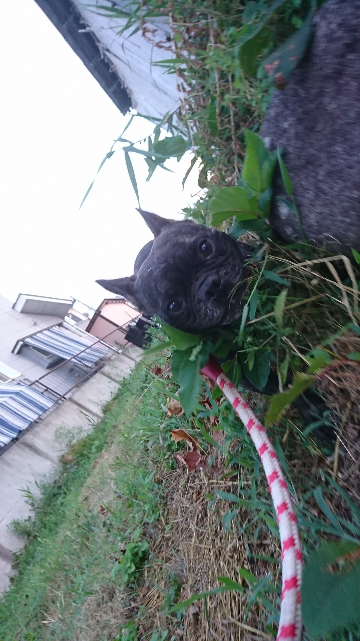 フレブルのゴンちゃん お泊まりの様子