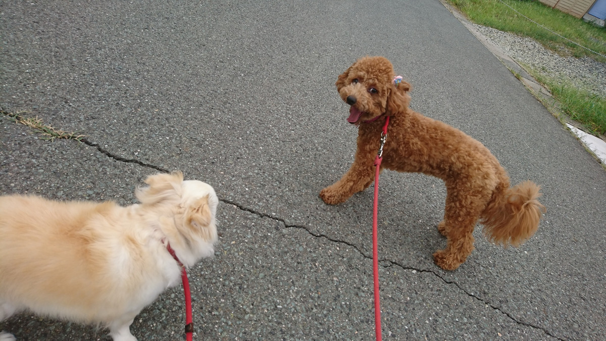 プードル×マルチーズのキャンディーちゃん お泊まりの様子