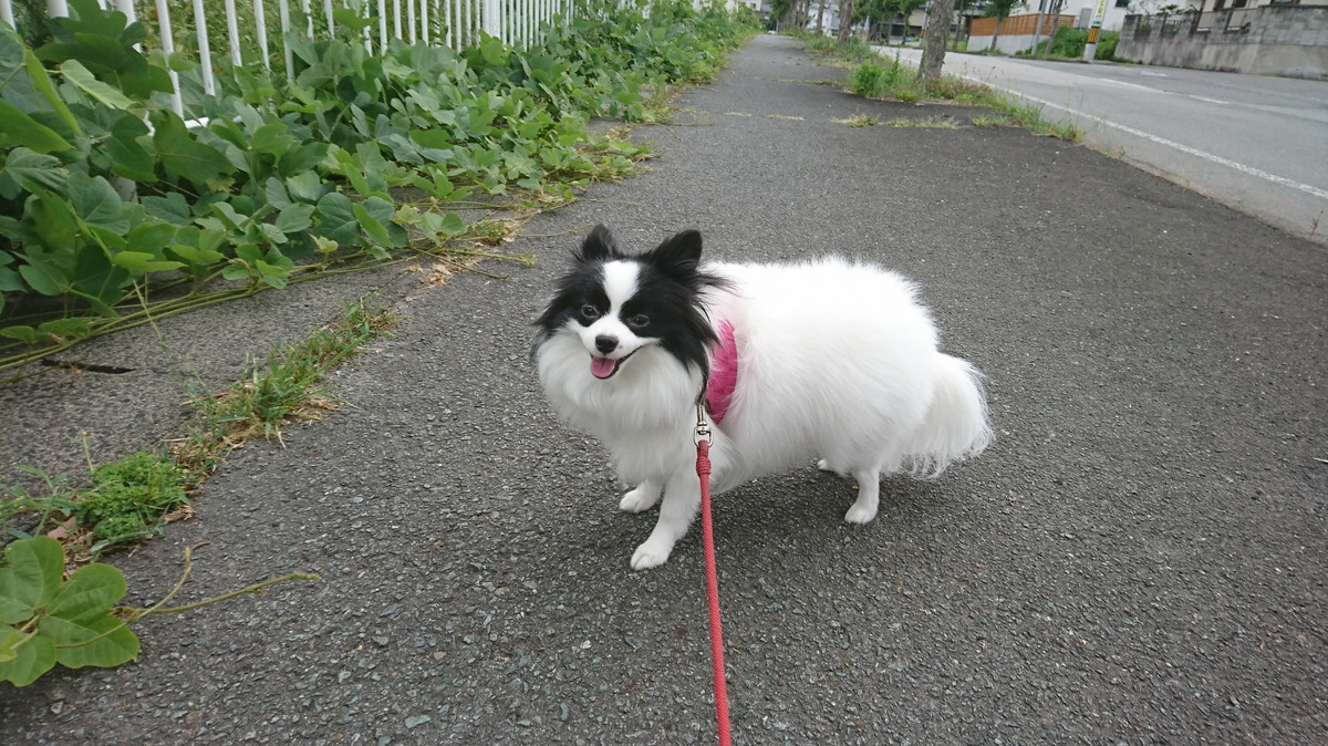 MIXのステラちゃん お泊まりの様子