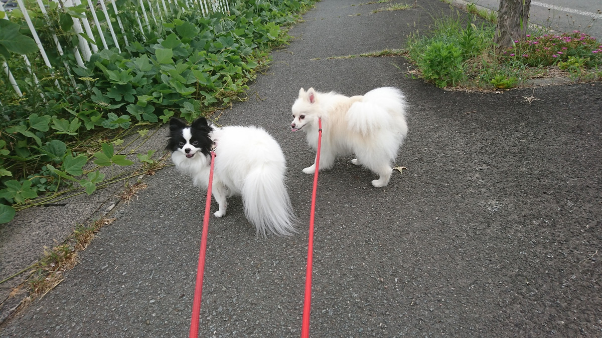 MIXのステラちゃん お泊まりの様子