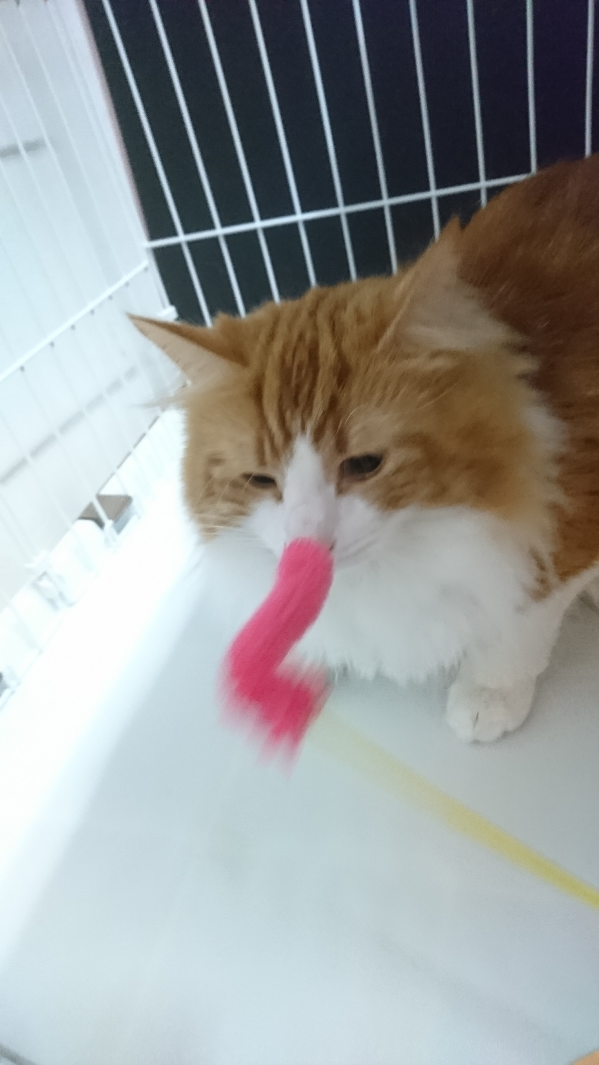 猫のブランちゃん お泊まりの様子