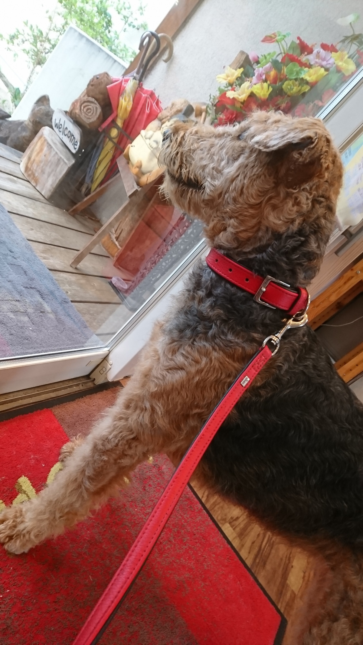 エアデールのエブリンちゃん お泊まりの様子