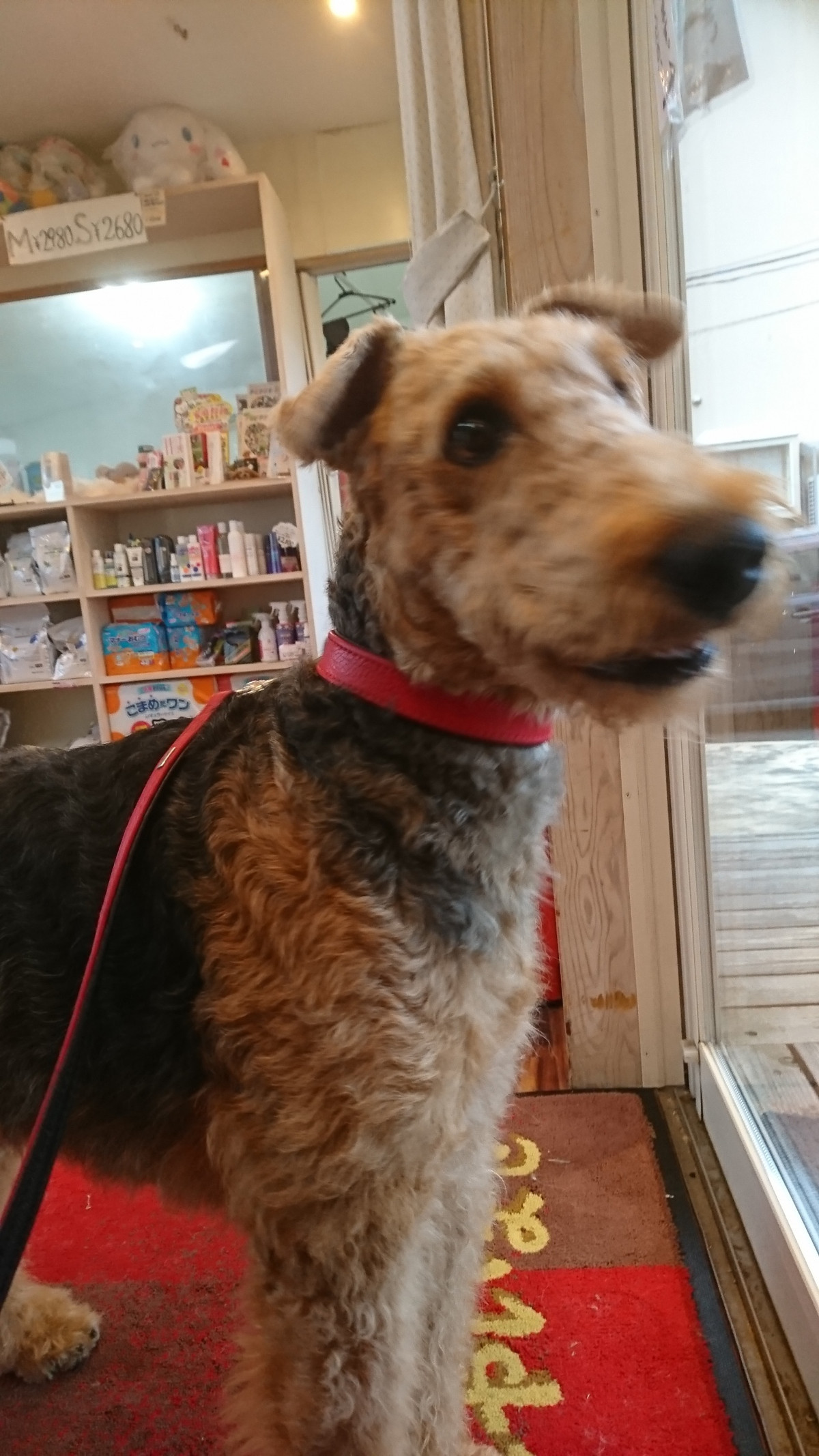 エアデールのエブリンちゃん お泊まりの様子