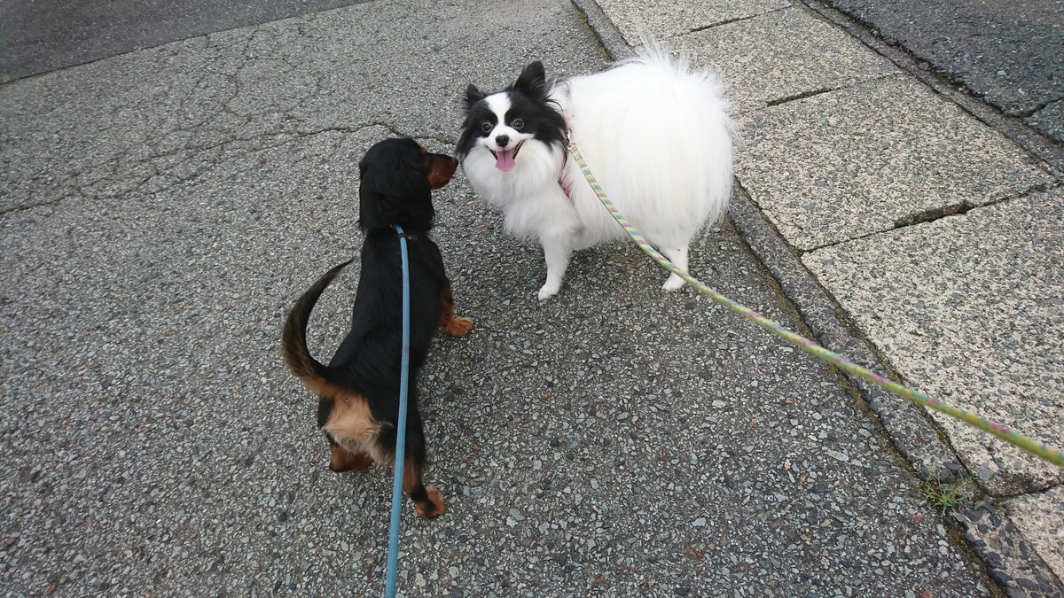 MIXのステラちゃん お泊まりの様子