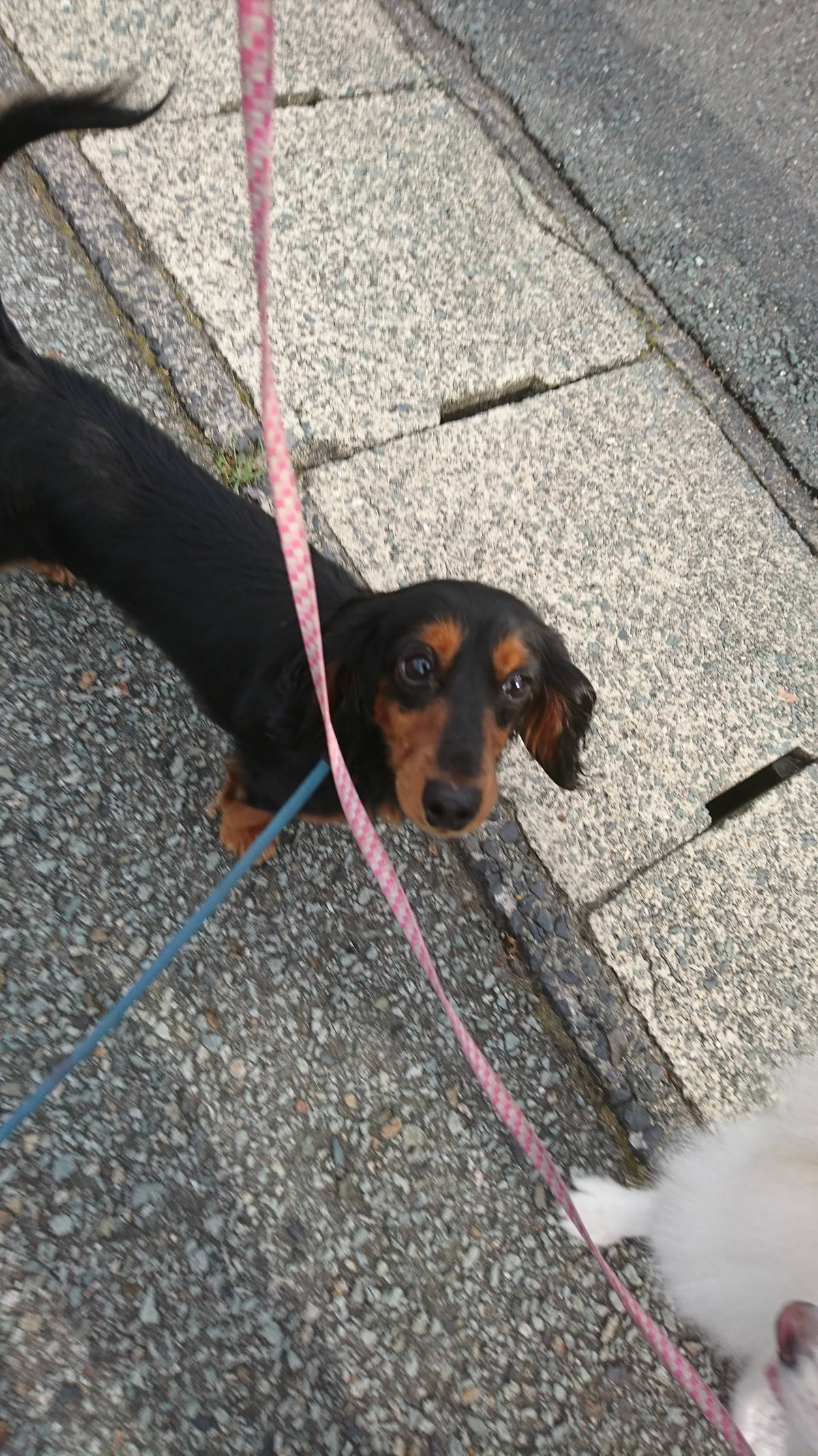 ダックスのルルちゃん お泊まりの様子