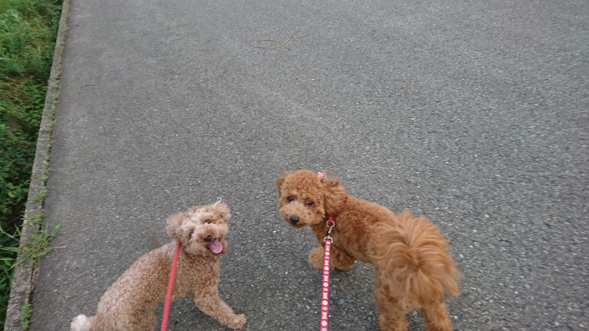 Mプードル×マルチーズのキャンディーちゃん お泊まりの様子