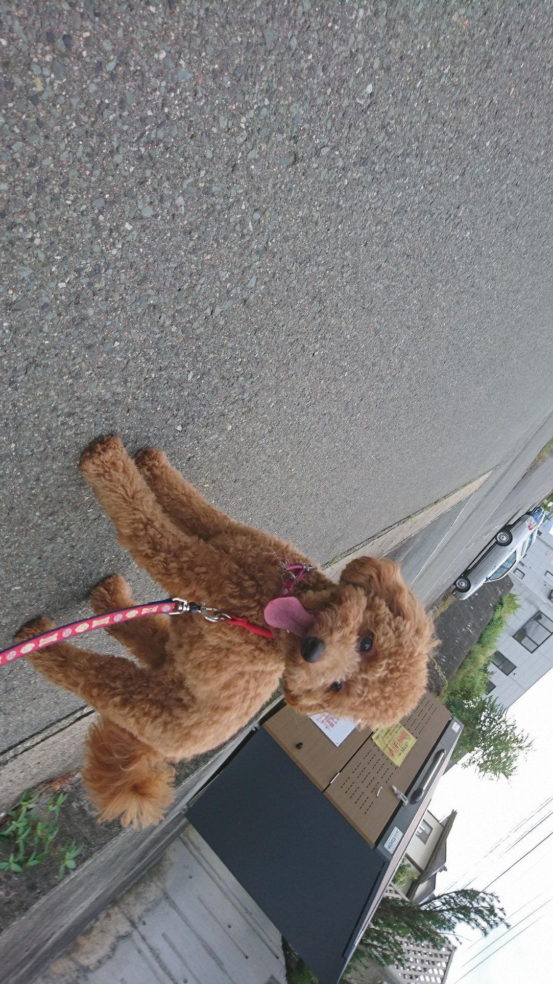 Mプードル×マルチーズのキャンディーちゃん お泊まりの様子