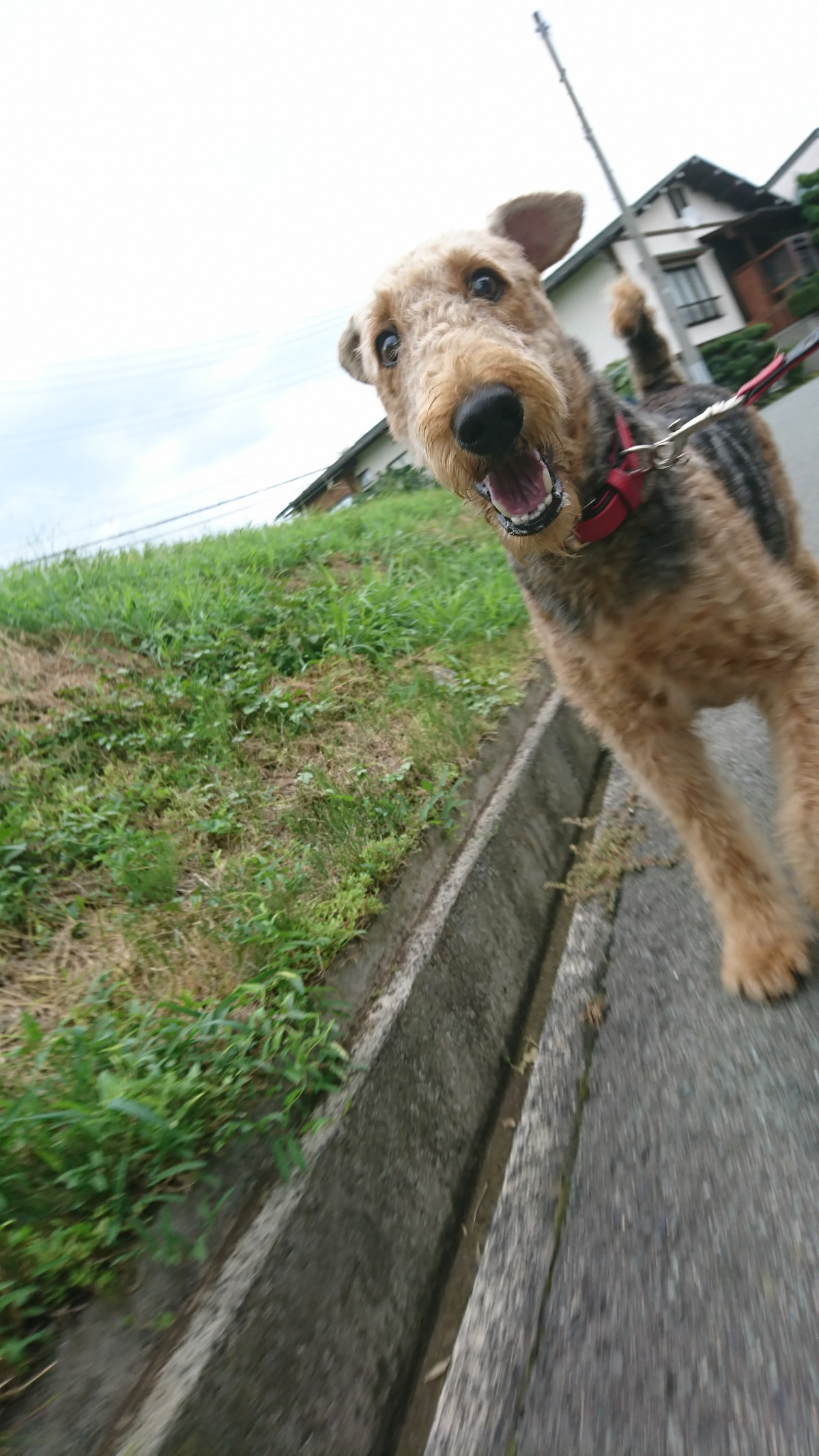 エアデールのエブリンちゃん お泊まりの様子