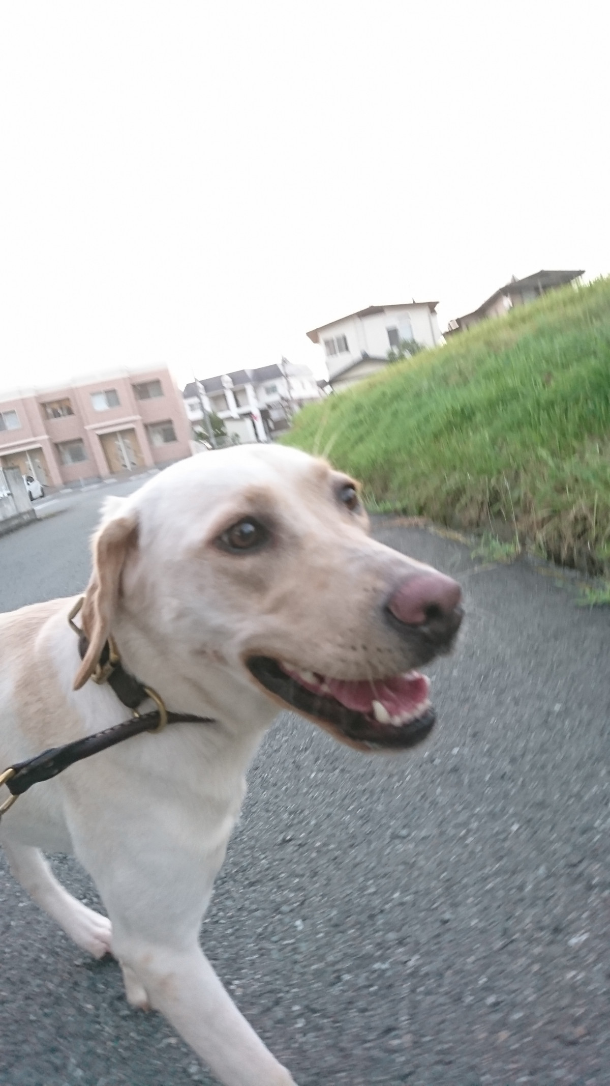 ラブラドールのほまれちゃん お泊まりの様子