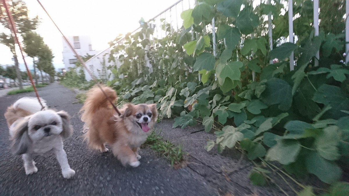 MIXのひかりちゃん&みらいちゃん お泊まりの様子