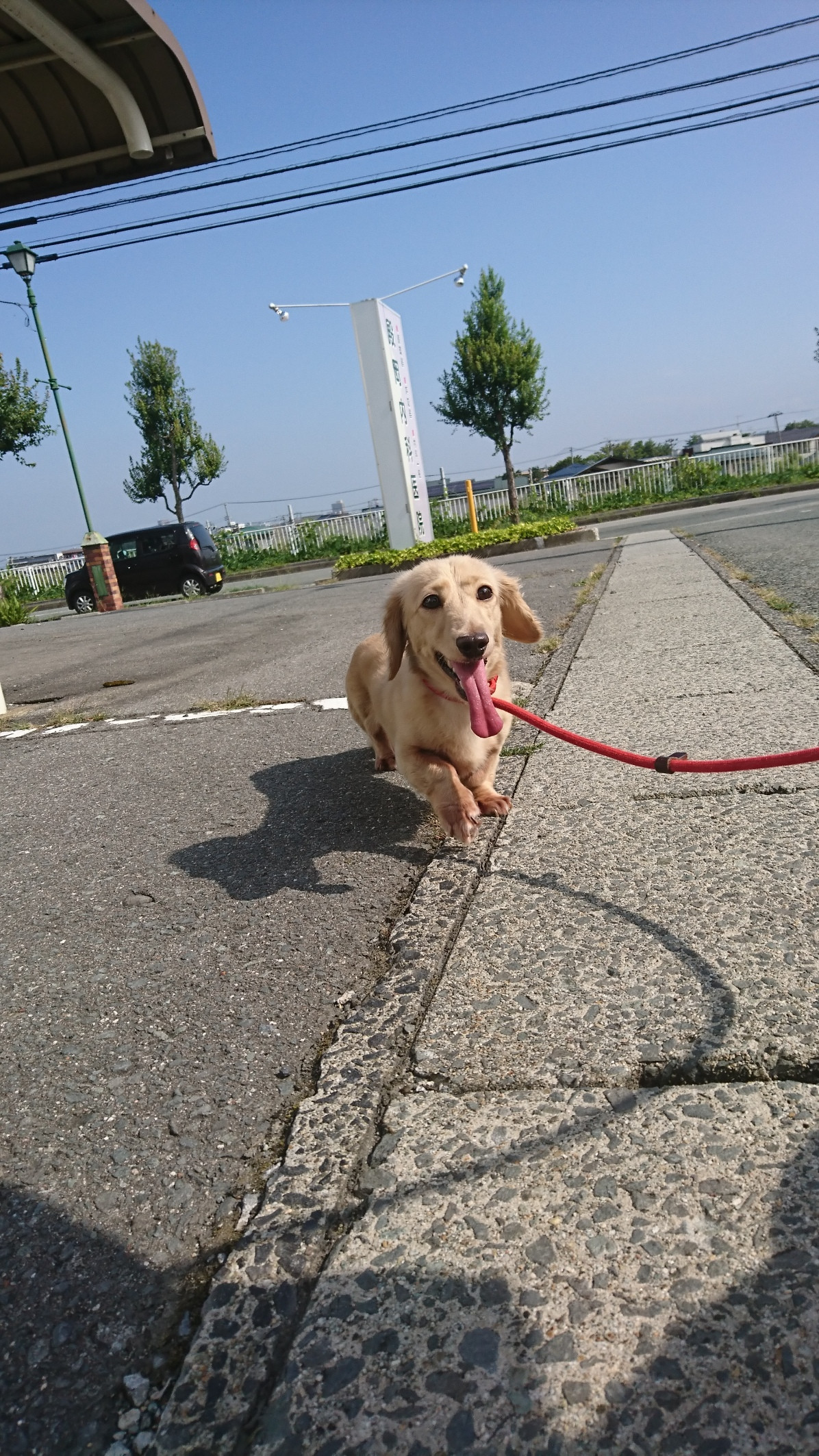 ダックスのコハルちゃん&カンナちゃん お泊まりの様子