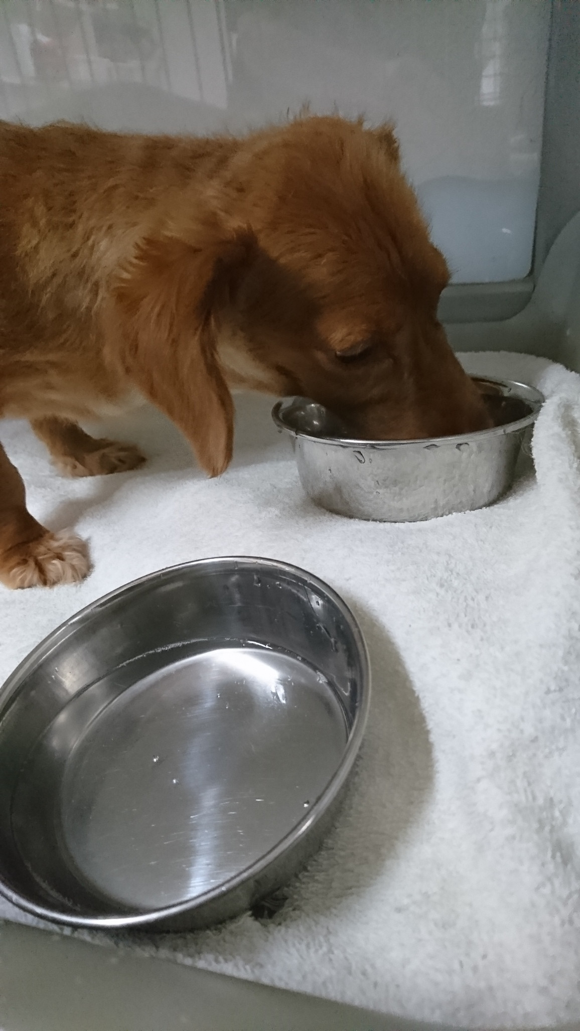 ダックスのコハルちゃん&カンナちゃん お泊まりの様子