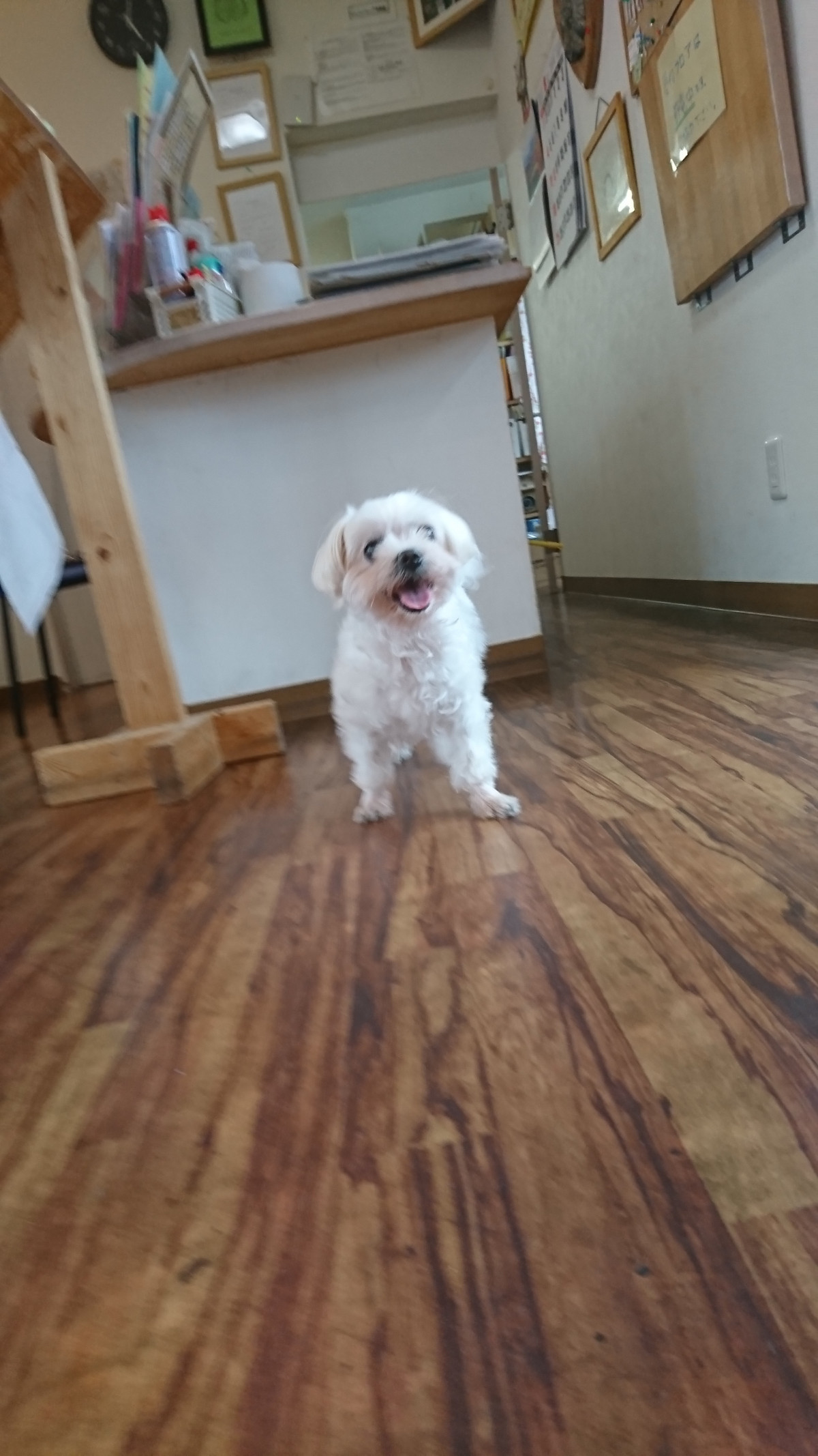 マルチーズのモモちゃん お泊まりの様子