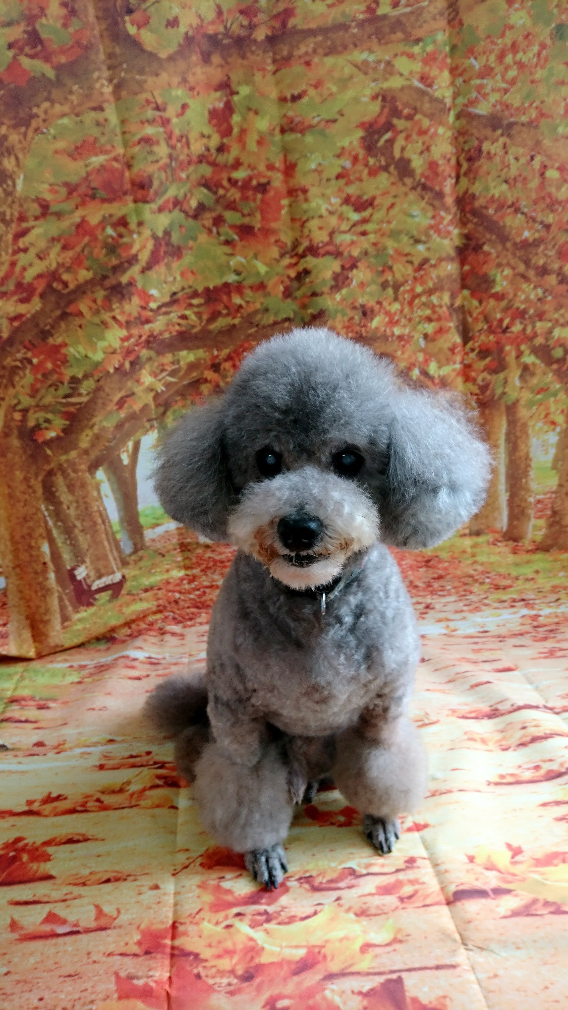 プードルのルークちゃん&マークちゃん&クーちゃん グルーミングコース