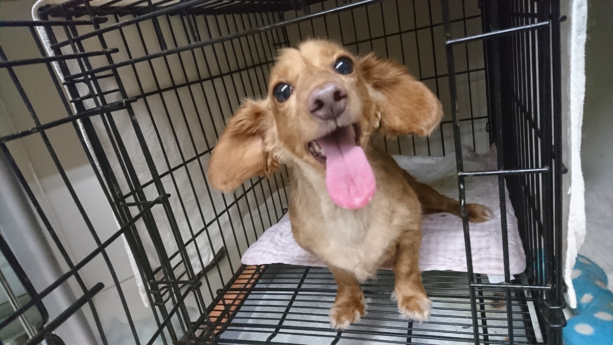 ダックスのコハルちゃん&カンナちゃん お泊まりの様子