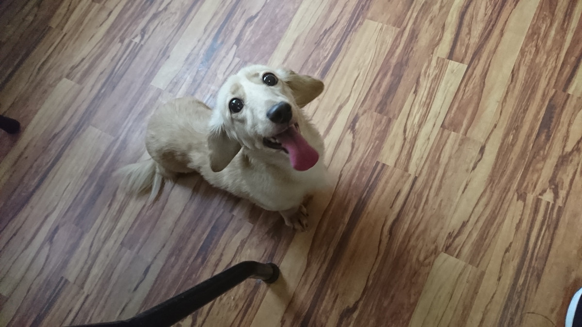 ダックスのコハルちゃん&カンナちゃん お泊まりの様子