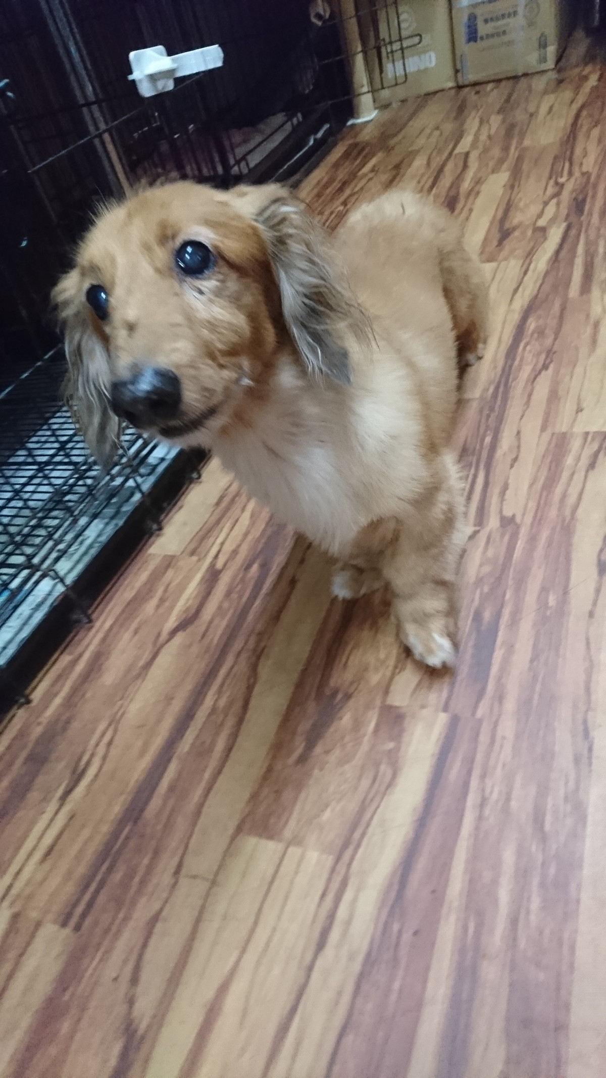 ダックスのレオちゃん&ラクちゃん お泊まりの様子