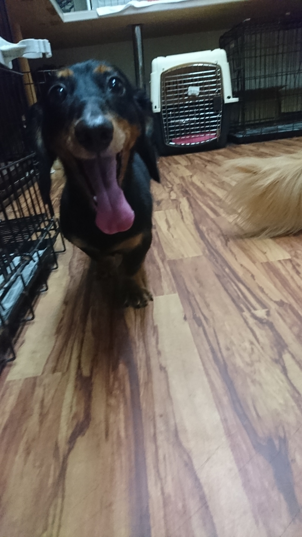 ダックスのレオちゃん&ラクちゃん お泊まりの様子