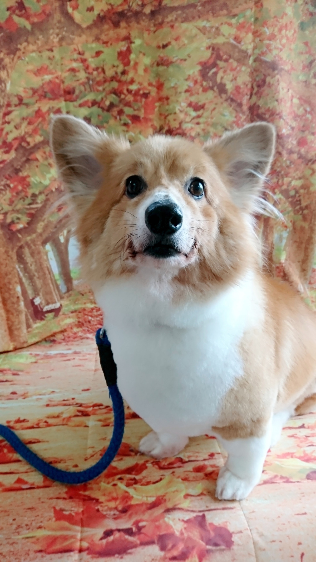 コーギーのレイちゃん グルーミングコース 部分カット