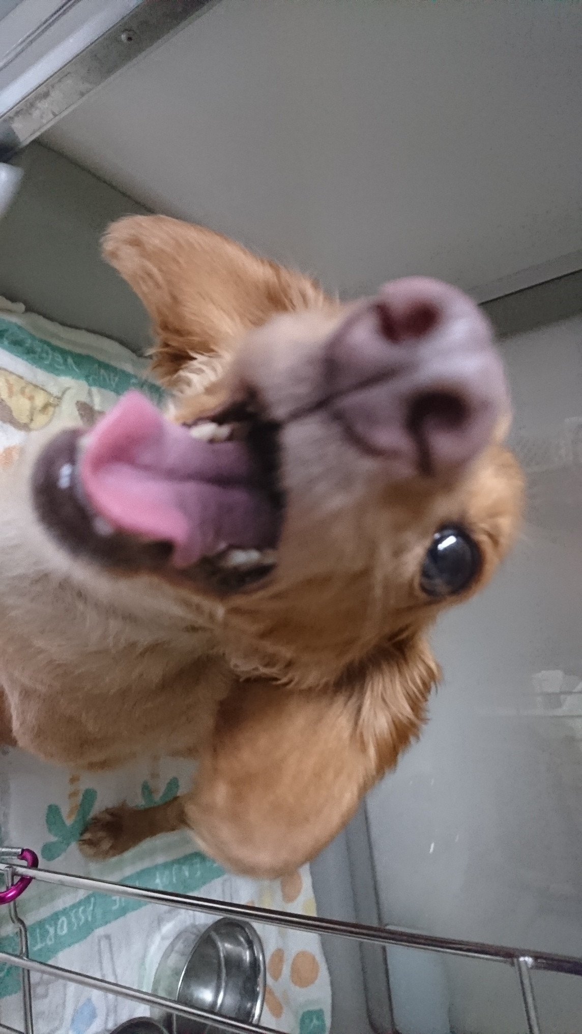 ダックスのコハルちゃん&カンナちゃん お泊まりの様子