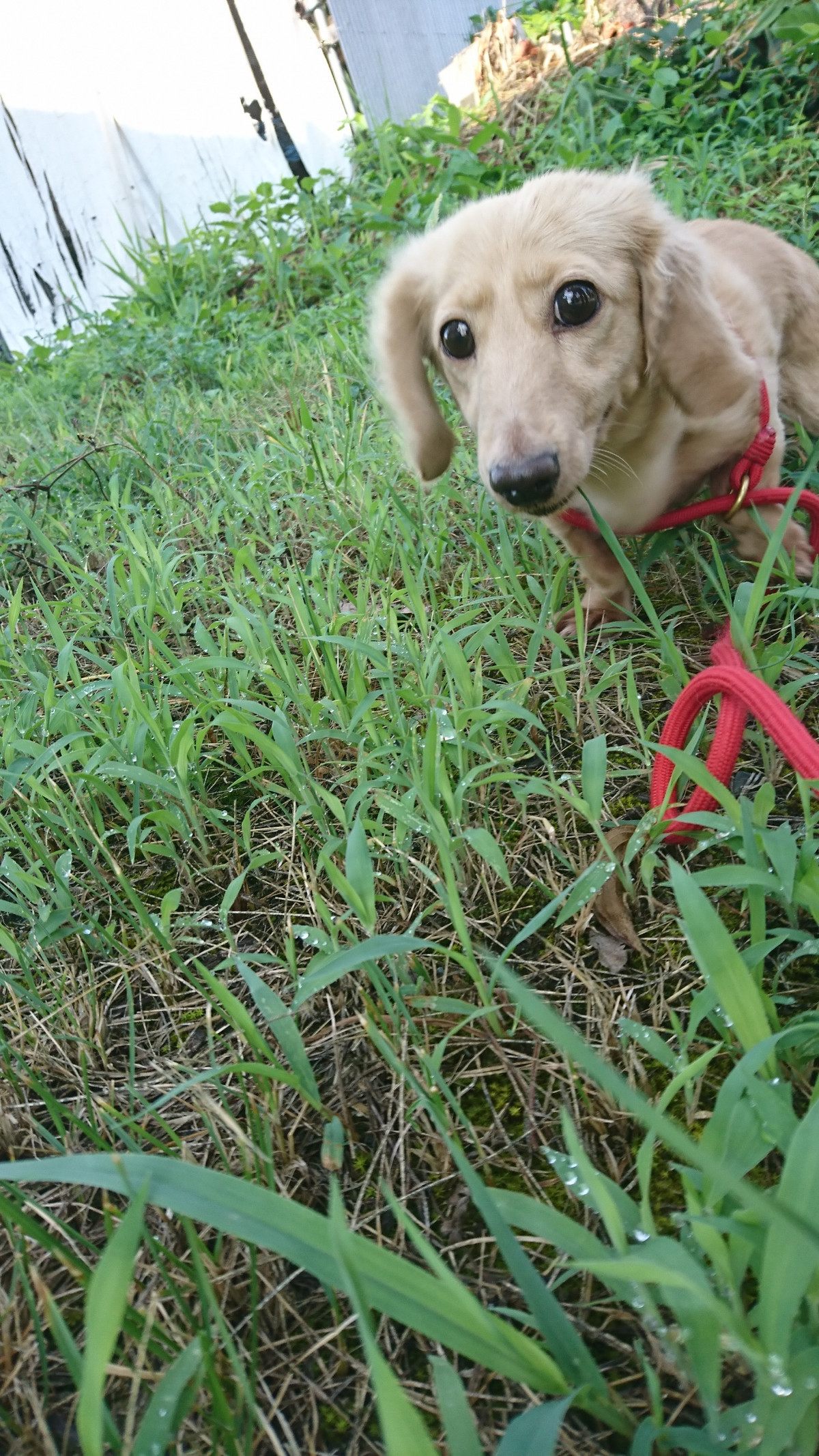 ダックスのコハルちゃん&カンナちゃん お泊まりの様子