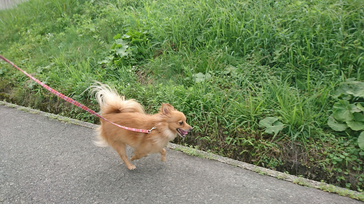 MIXのハッピーちゃん お泊まりの様子