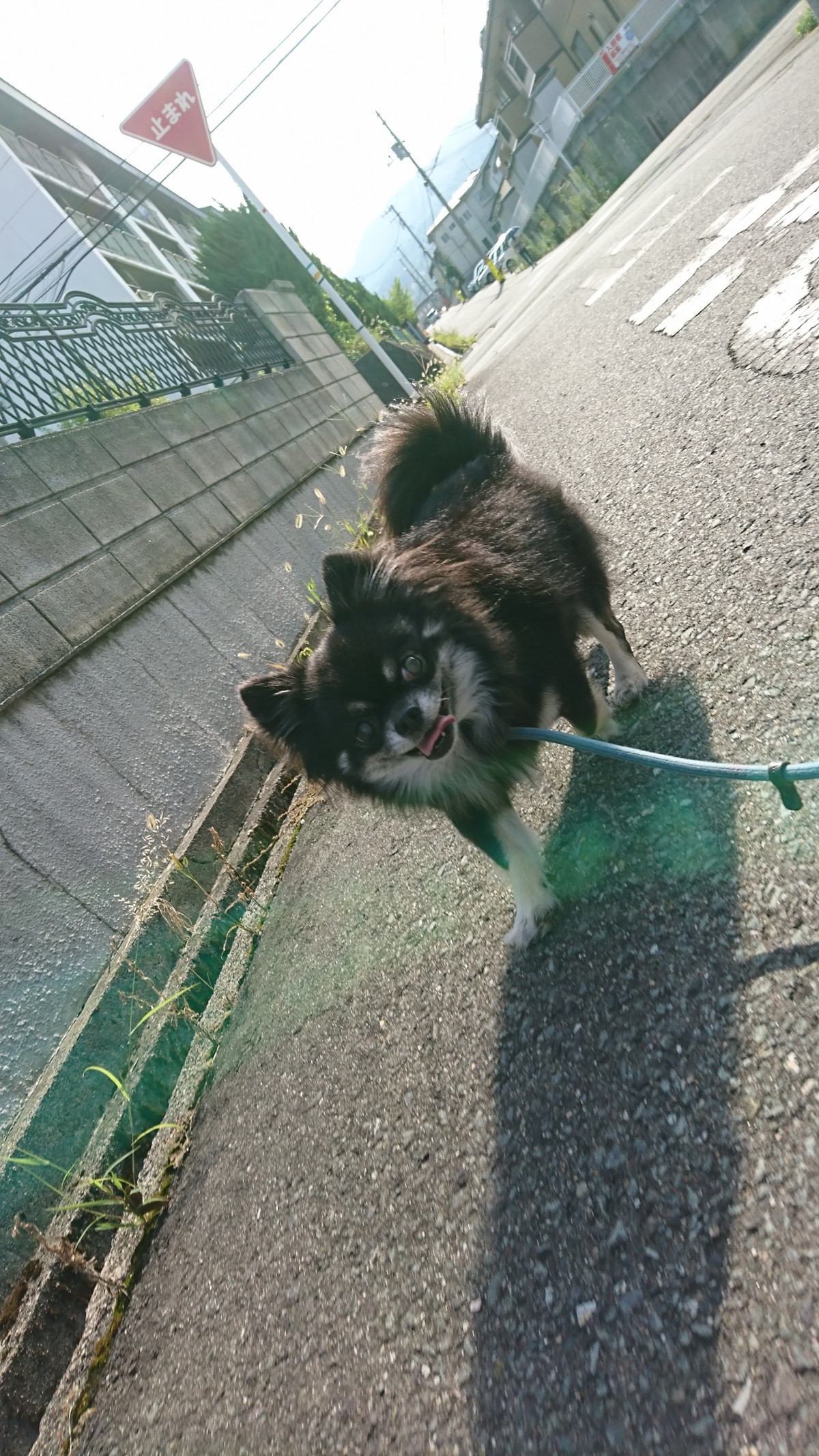 チワワのリヴちゃん お泊まりの様子