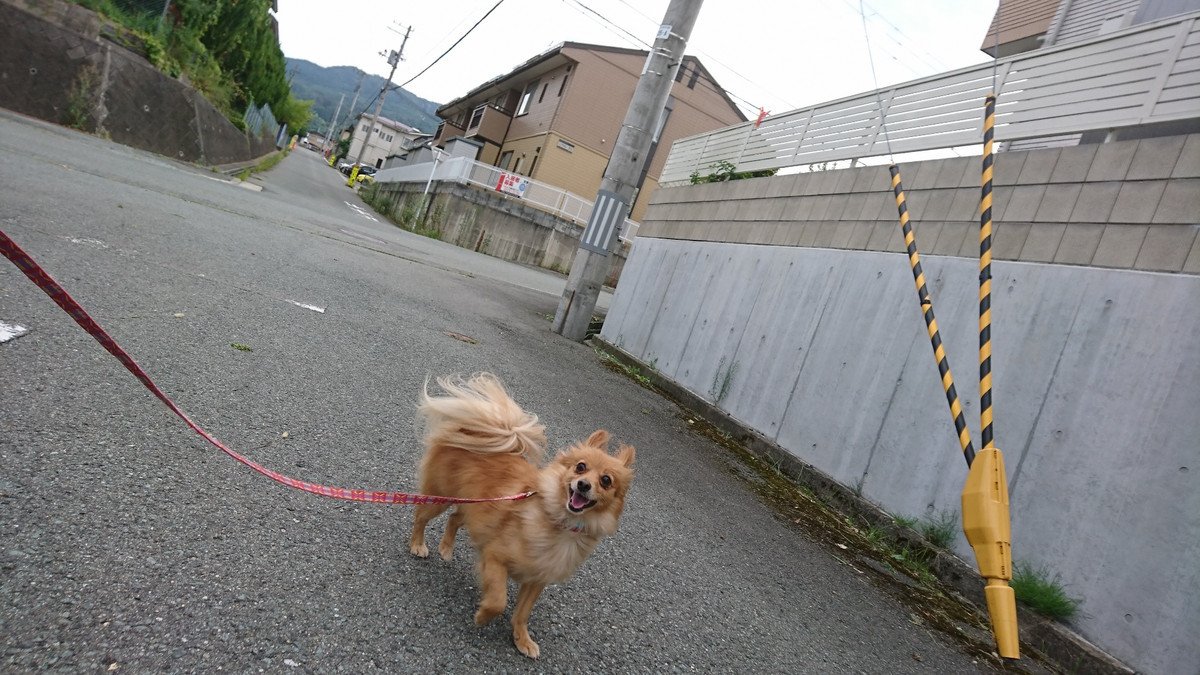 MIXのハッピーちゃん お泊まりの様子