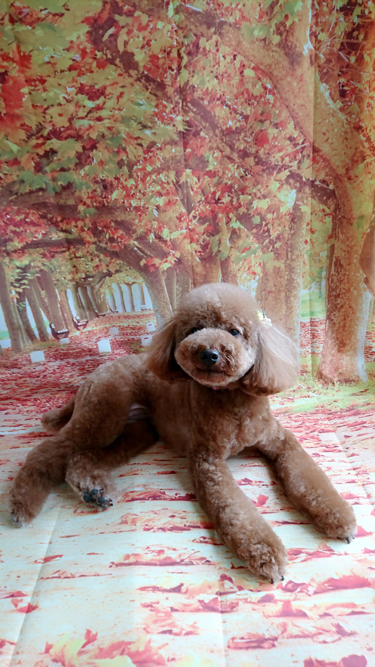 プードルのももちゃん トリミングコース