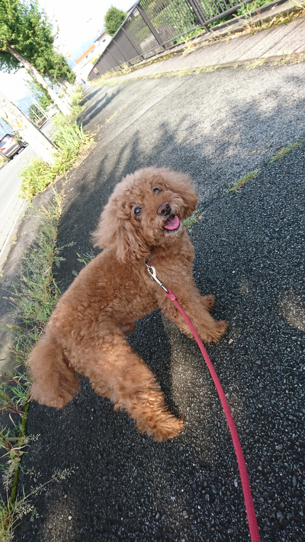 プードルのメイプルちゃん お泊まりの様子