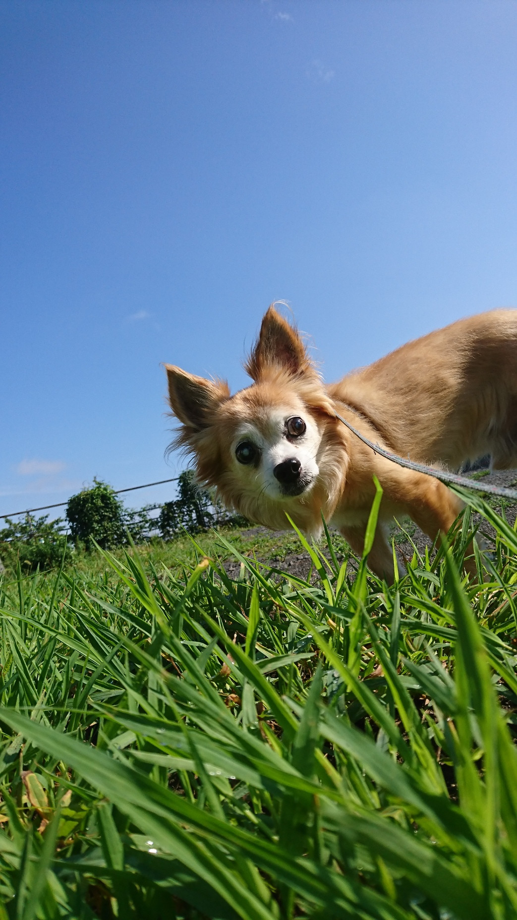 チワワのチビちゃん お泊まりの様子