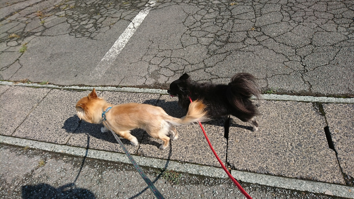 チワワのチビちゃん お泊まりの様子