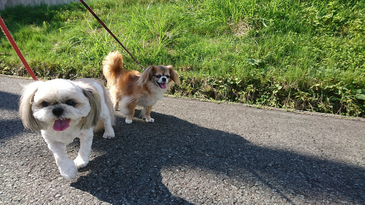 MIXのひかりちゃん&みらいちゃん お泊まりの様子