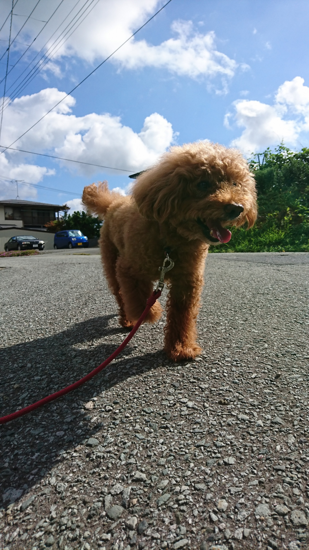 プードルのメイプルちゃん お泊まりの様子