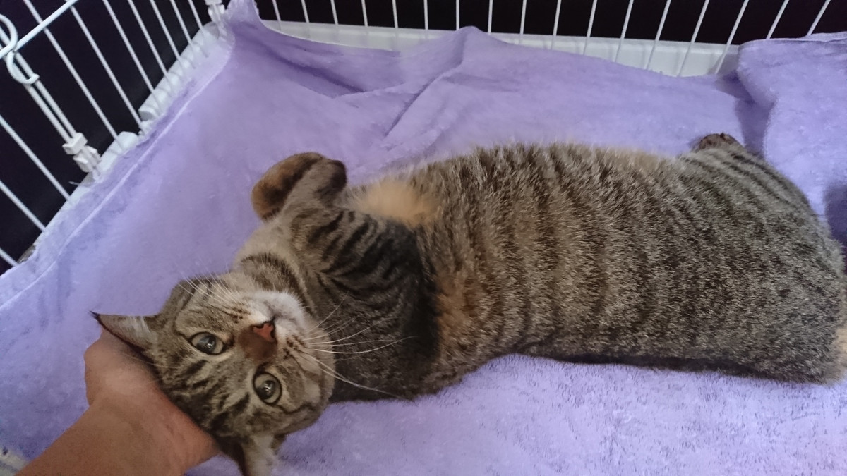 猫のさくらちゃん&ふくちゃん お泊まりの様子