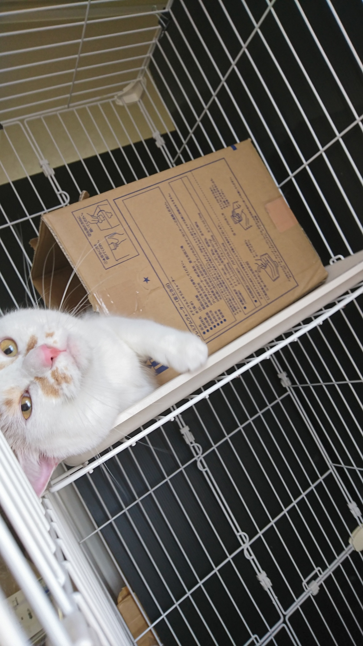 猫のさくらちゃん&ふくちゃん お泊まりの様子